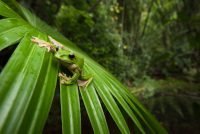 Giant Flying Frog