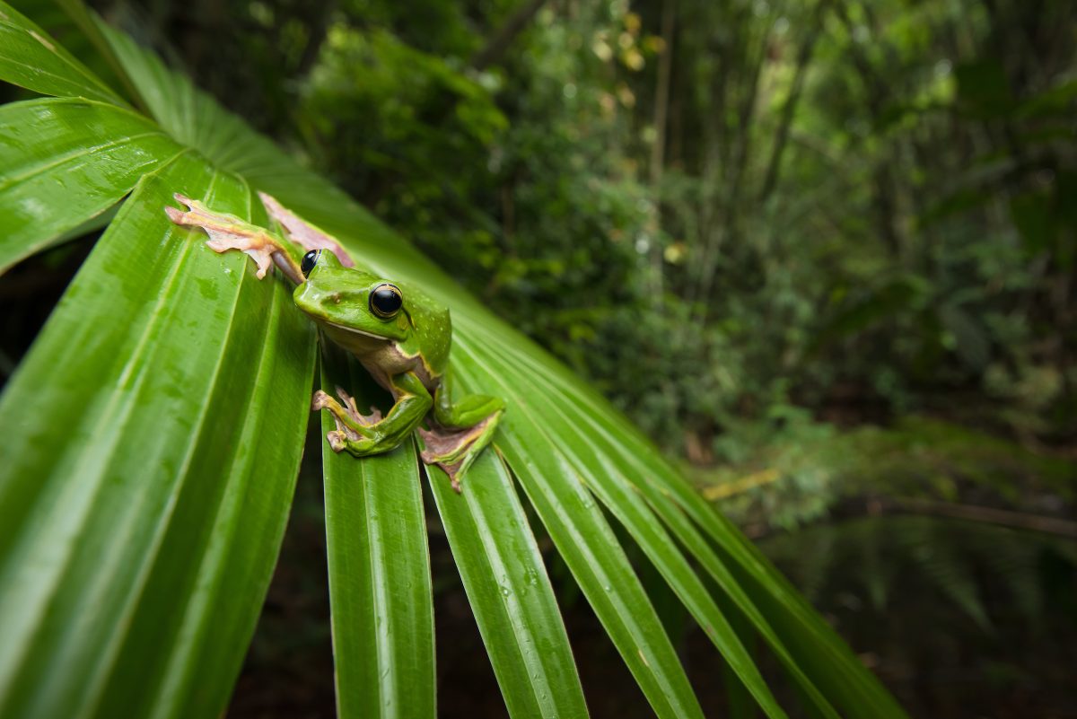 Giant Flying Frog