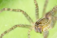 wolf spider