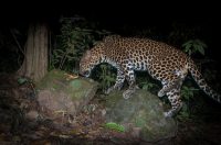 Panthera pardus delacouri