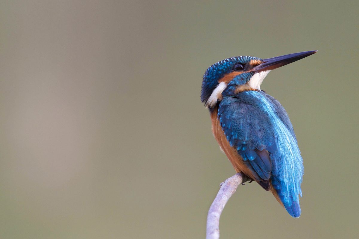 Common Kingfisher