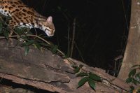 Leopard cat cat hunting