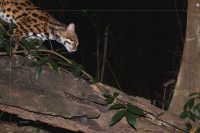 Hunter and Prey
